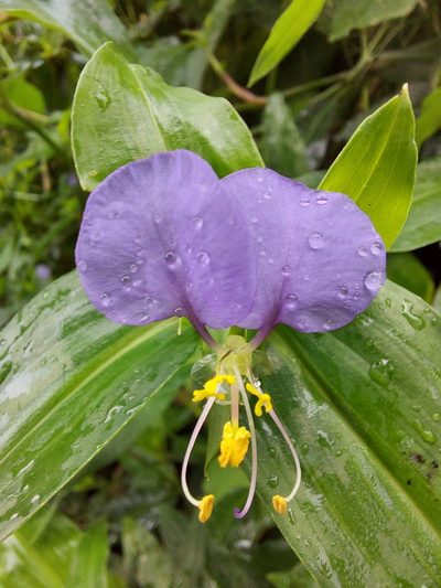 Commelina undulata, photographed by Ramesh Shenai Jr.