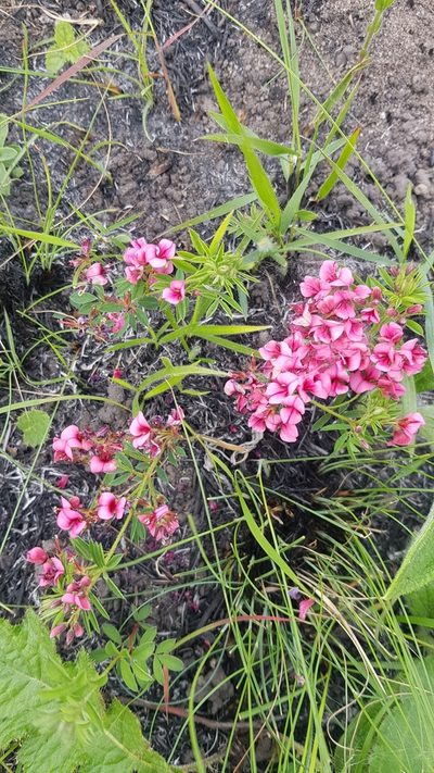 Indigofera rubroglandulosa, photographed by Suvarna Parbhoo Mohan