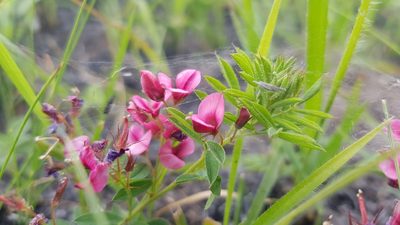 Indigofera rubroglandulosa, photographed by Suvarna Parbhoo Mohan