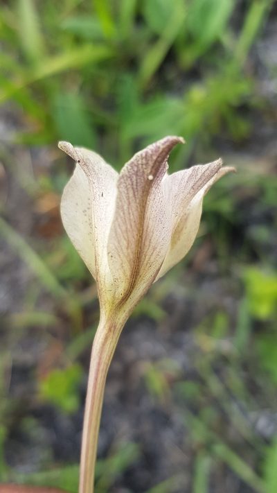 Gladiolus longicollis, photographed by Suvarna Parbhoo Mohan