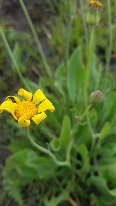 Othonna natalensis, photographed by Suvarna Parbhoo Mohan