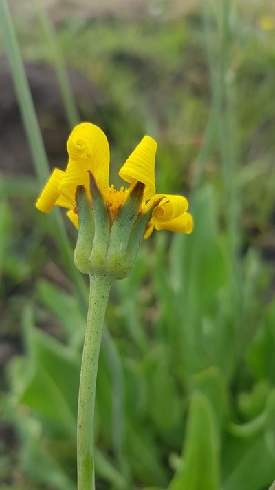 Othonna natalensis, photographed by Suvarna Parbhoo Mohan