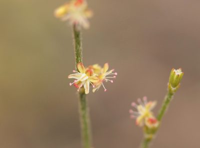 Eriogonum gracile, photographed by Jamie Griffiths