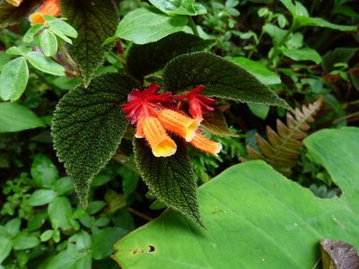 Begonia lehmannii, photographed by Daniel van der Post