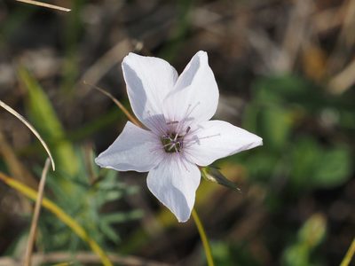 Linum tenuifolium, photographed by Michael Knapp