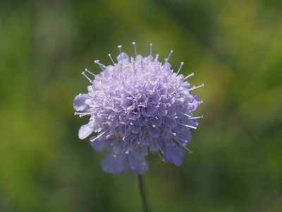 Scabiosa canescens, photographed by Michael Knapp