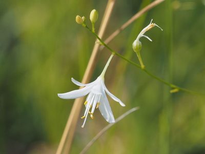 Anthericum ramosum, photographed by Michael Knapp