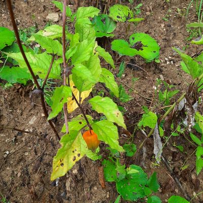 Alkekengi officinarum, photographed by Виктория Билоус