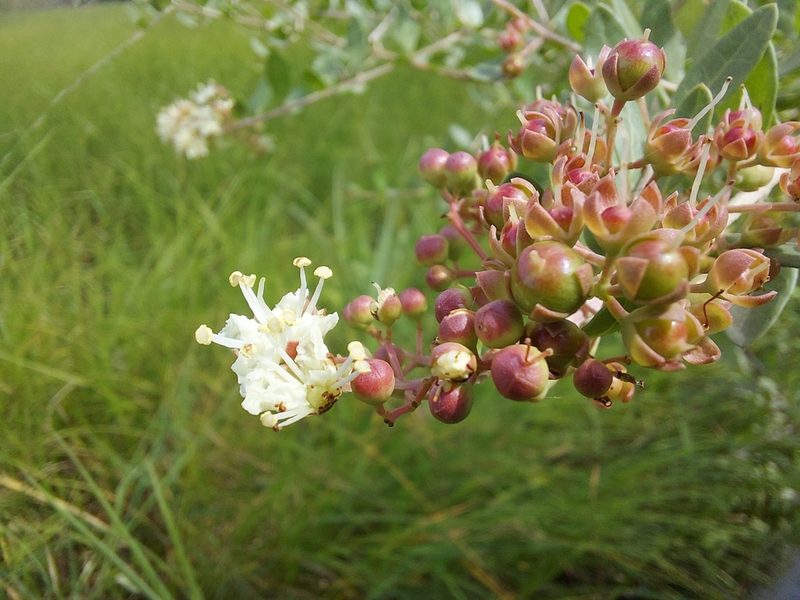 Lawsonia inermis, photographed by Ramesh Shenai Jr.