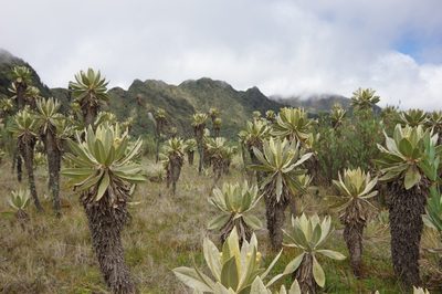 Espeletia hartwegiana, photographed by Thibaud Aronson