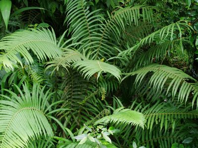 Sphaerostephanos taiwanensis, photographed by Jacy Chen