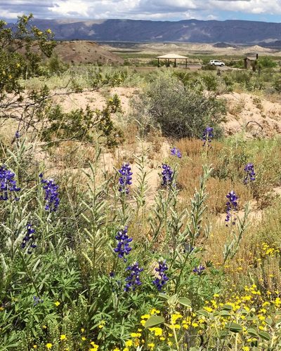 Lupinus havardii, photographed by Alan Prather
