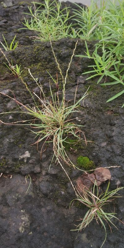 Tripogon purpurascens, photographed by S.MORE