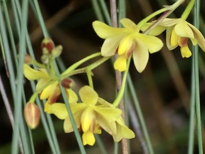 Spathoglottis pubescens, photographed by Toby Y