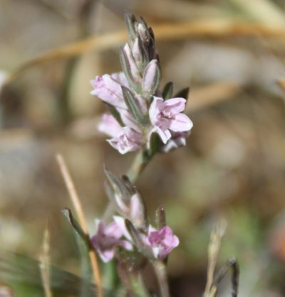 Polygonum spergulariiforme, photographed by Scott Loarie