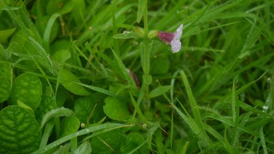 Centranthera indica, photographed by Dinesh Valke