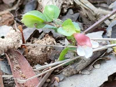 Torenia polygonoides, photographed by Ong Jyh Seng