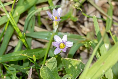 Romulea minutiflora, photographed by Andrew Allen