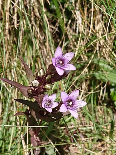 Gentianella ramosa, photographed by Niels Raes