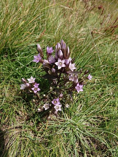 Gentianella ramosa, photographed by Niels Raes