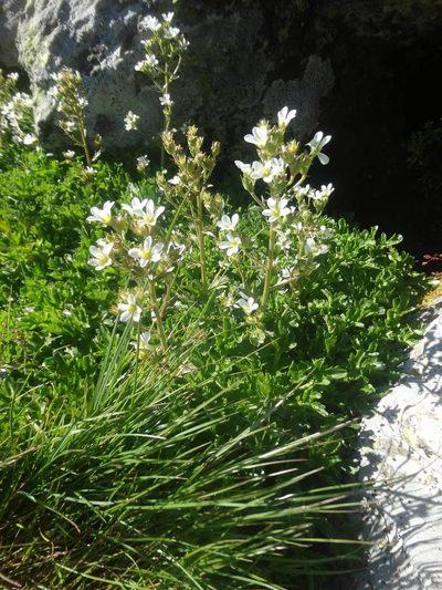 Saxifraga aquatica, photographed by Ben Costamagna
