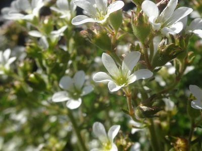 Saxifraga aquatica, photographed by Ben Costamagna
