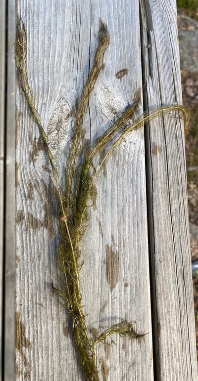 Myriophyllum alterniflorum, photographed by tuohinopsakki