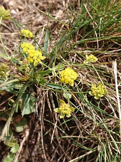 Bupleurum ranunculoides, photographed by Niels Raes
