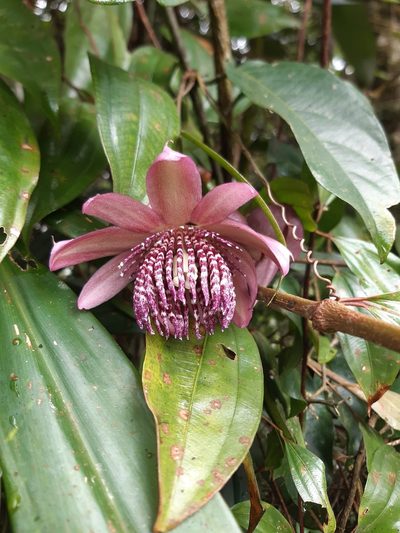 Passiflora riparia, photographed by Thibaud Aronson