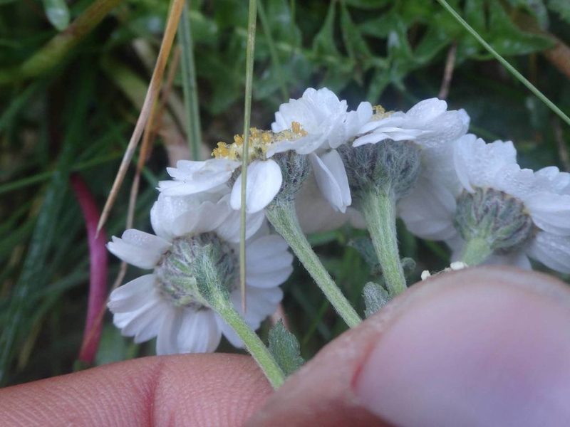 Aspilia laevissima, photographed by Ben Costamagna