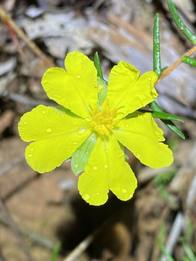 Hibbertia stricta, photographed by Greg Tasney