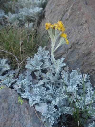 Jacobaea leucophylla, photographed by Ben Costamagna