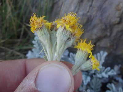 Jacobaea leucophylla, photographed by Ben Costamagna