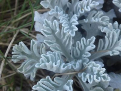 Jacobaea leucophylla, photographed by Ben Costamagna