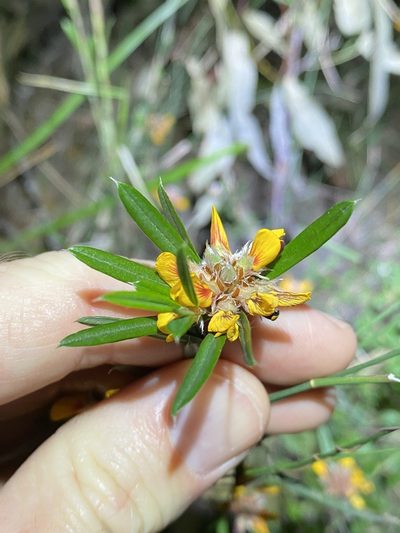 Pultenaea myrtoides, photographed by Greg Tasney