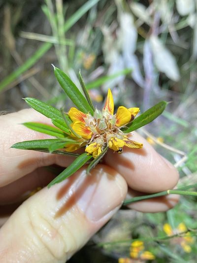 Pultenaea myrtoides, photographed by Greg Tasney