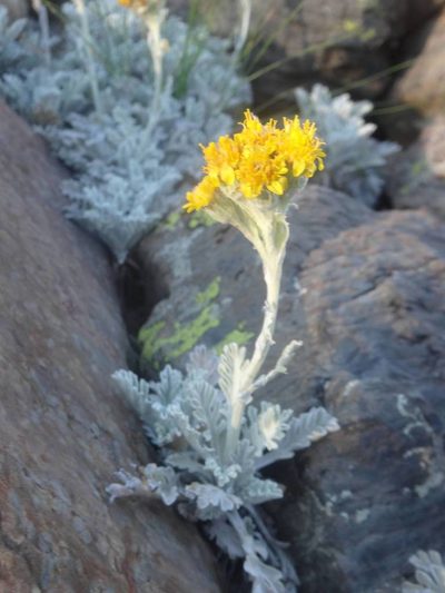 Jacobaea leucophylla, photographed by Ben Costamagna