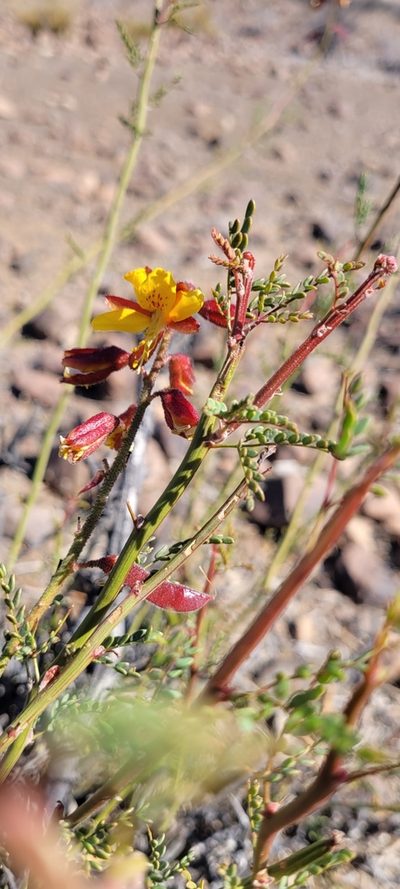 Erythrostemon angulatus, photographed by Darío De la Fuente