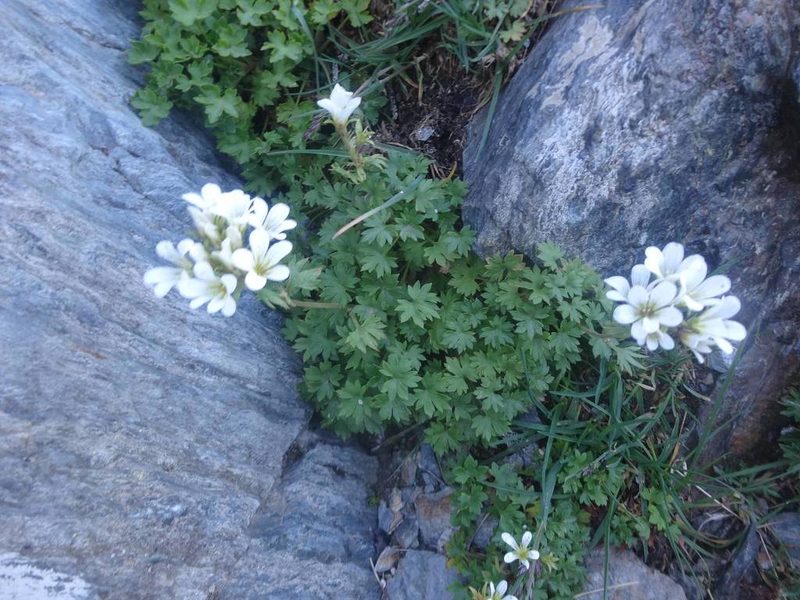 Saxifraga geranioides, photographed by Ben Costamagna