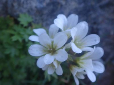 Saxifraga geranioides, photographed by Ben Costamagna