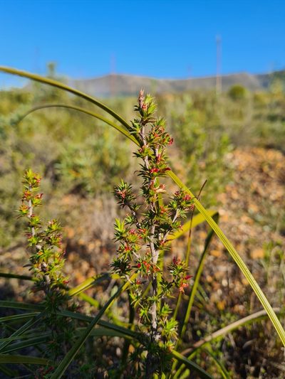 Cliffortia ferricola, photographed by Rebecca Dames