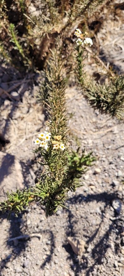 Heliotropium sinuatum, photographed by Darío De la Fuente
