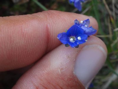 Veronica fruticans, photographed by Ben Costamagna