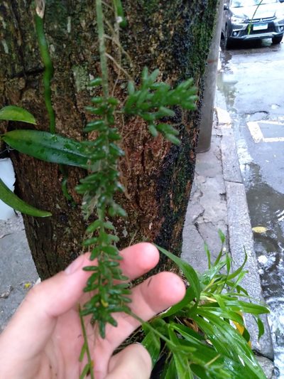 Rhipsalis mesembryanthemoides, photographed by Victor Farjalla Pontes