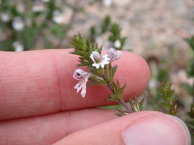 Euphrasia nemorosa, photographed by Renee MacQuarrie
