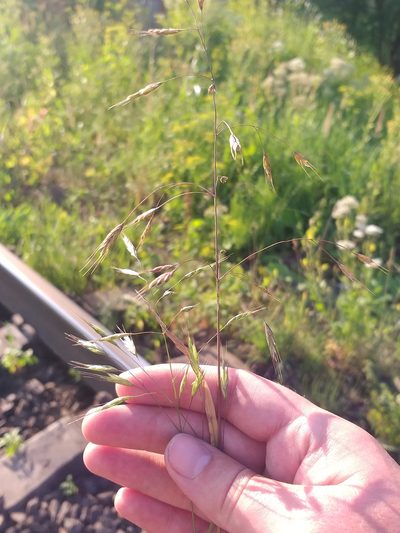 Bromus arvensis, photographed by Dmitriy Bochkov