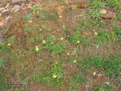 Diplotaxis catholica, photographed by José Luis Camaño