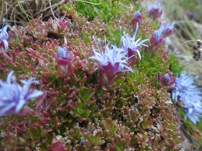 Jasione crispa, photographed by Ben Costamagna