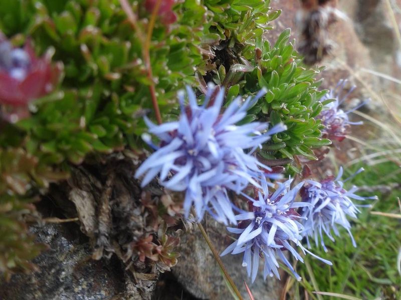 Jasione crispa, photographed by Ben Costamagna