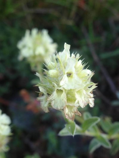 Sideritis hyssopifolia, photographed by Ben Costamagna